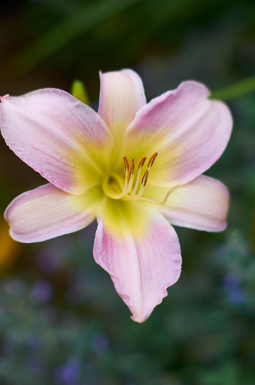 Close-up of a Pink and Yellow Daylily Flower