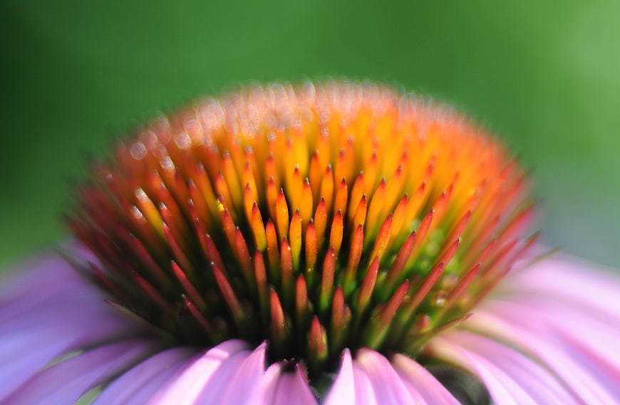 Close-up of Echinacea Flower Center with Purple Petals
