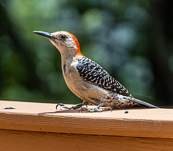 Red-bellied Woodpecker Perched on Wooden Deck Rail