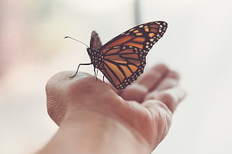 Monarch Butterfly Perched on Human Hand Close Up