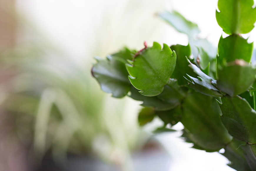 Close-up of Green Christmas Cactus Leaves Indoors