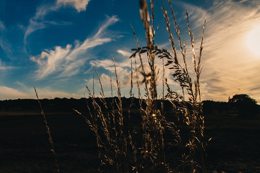 Golden Backlit Grass Silhouette Against Blue Sky at Sunset