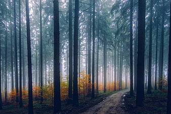 Misty forest path with autumn foliage and tall pine trees