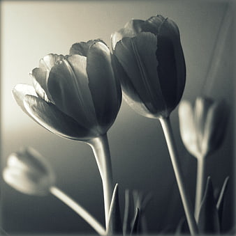 Monochrome Close-Up of Elegant Tulips in Soft Light