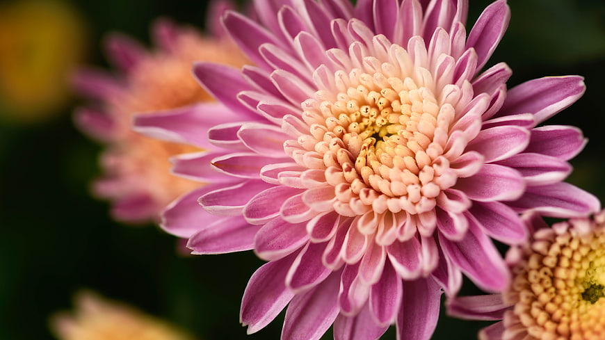 Close-up of a vibrant pink chrysanthemum flower with yellow center