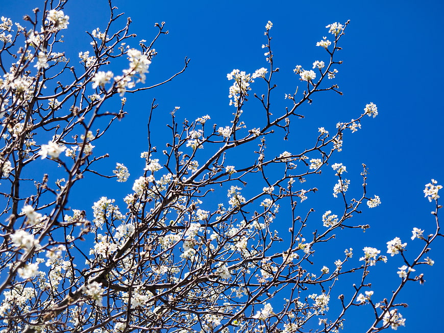 White Blossoms on Tree Branches Against Blue Sky