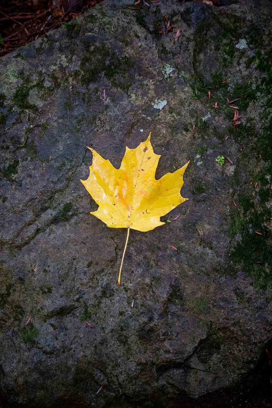 Yellow Maple Leaf on Wet Mossy Rock in Autumn