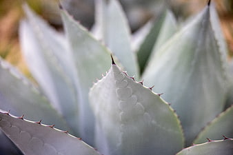 Close-up of Agave Plant with Sharp Spines and Textured Leaves