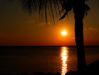 Silhouette of Palm Tree Against Golden Sunset Over Ocean