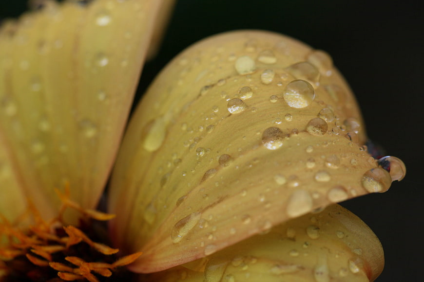 Macro close-up of yellow flower petals with water droplets