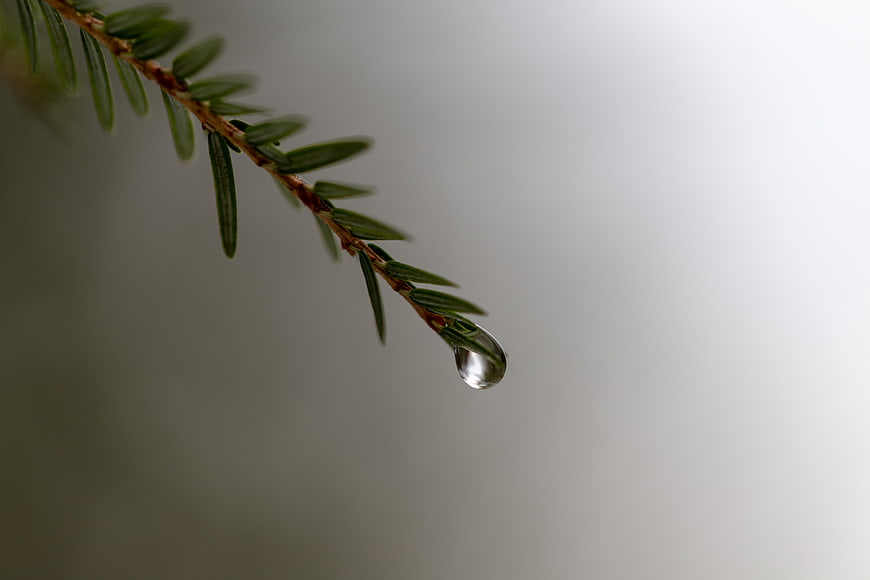 Macro shot of water droplet on pine branch