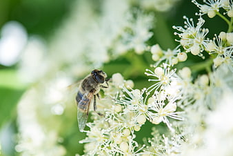 Close-up of a Hoverfly on White Elderflower Blossoms
