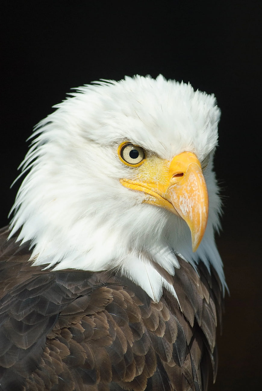 Close-up portrait of a bald eagle head