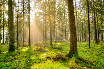Sunbeams shining through mossy pine forest floor
