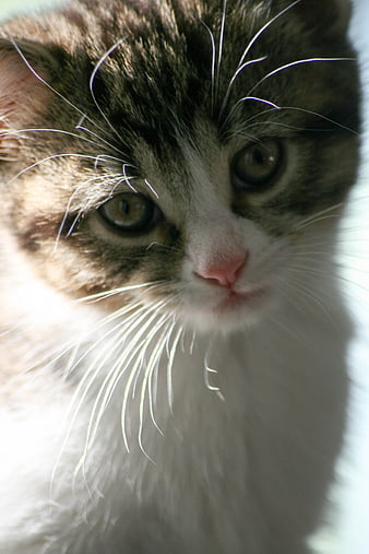 Close-up portrait of a cute tabby and white kitten face