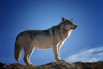 Gray Wolf Standing on Rocky Hill Against Blue Sky