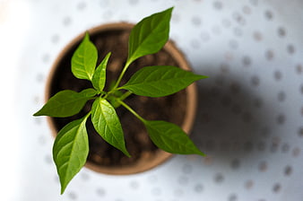Top view of young green plant seedling in pot