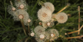 Close-up of fluffy white dandelion seed heads in green grass