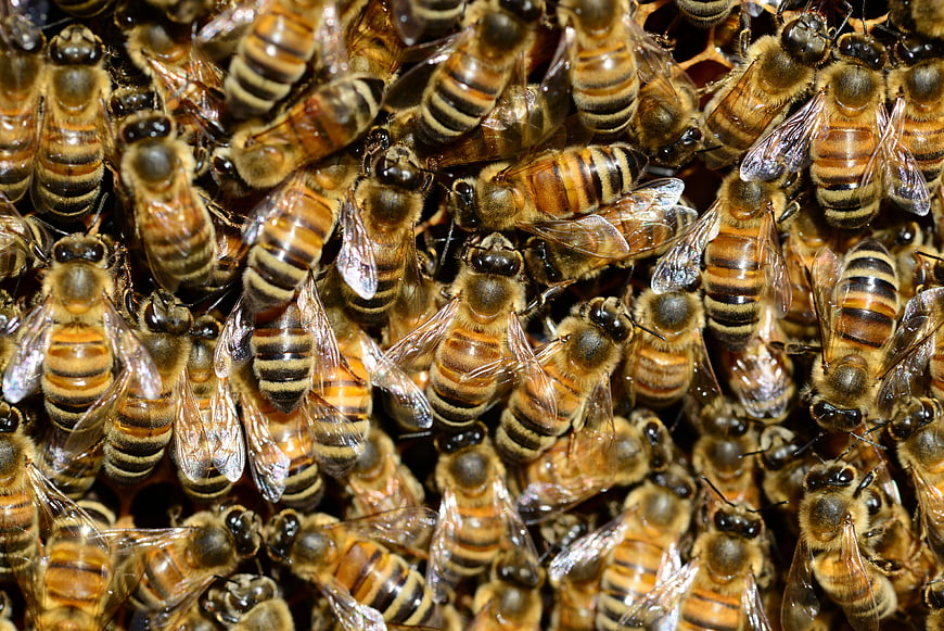 Close-up of Honeybees on Honeycomb
