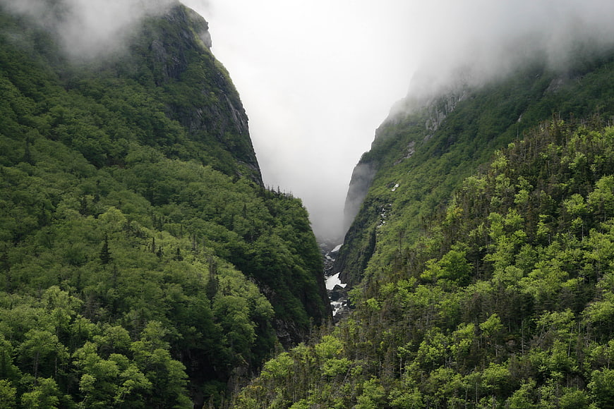 Misty Green Mountain Valley with Dense Forest and Fog