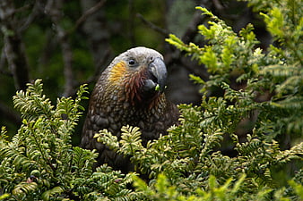 Kea parrot eating green leaves in forest foliage