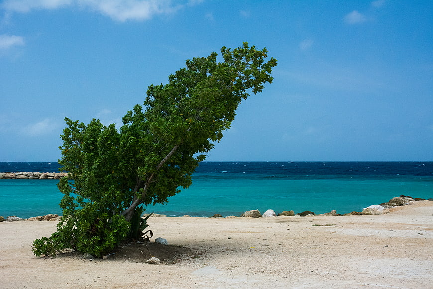 Windblown tree on tropical beach with turquoise ocean