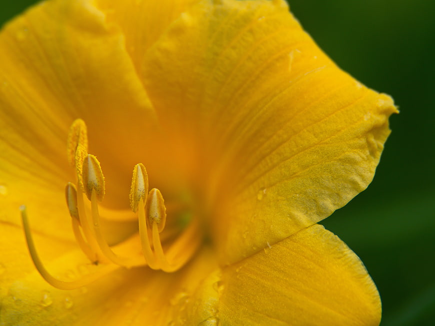 Close-up of a vibrant yellow daylily flower with dew drops