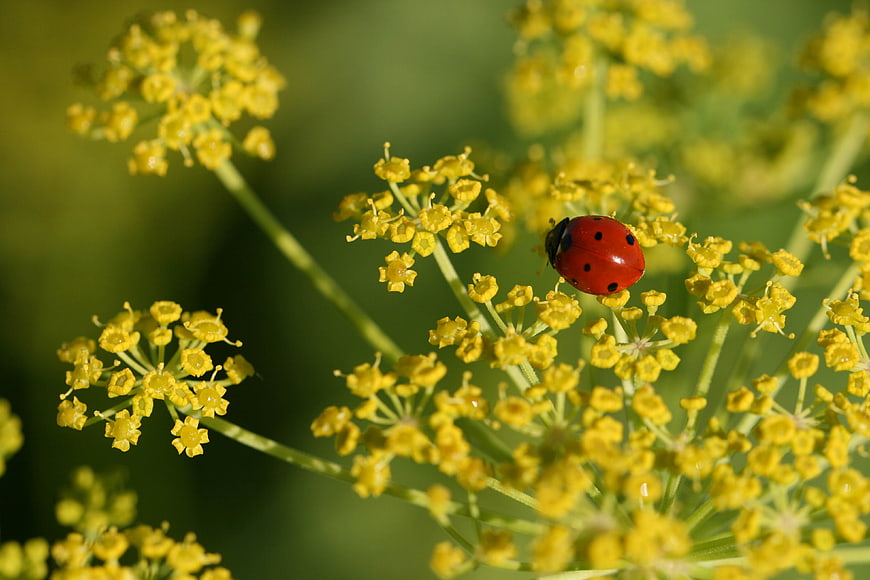 Red Ladybug on Yellow Fennel Flowers Macro