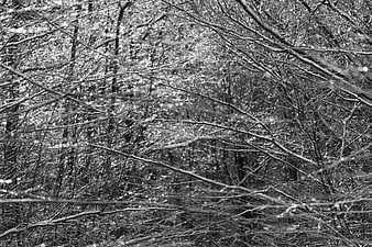 Black and white winter forest branches with ice and frost