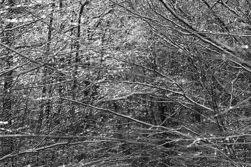 Black and white winter forest branches with ice and frost