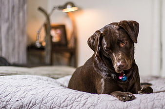 Chocolate Labrador Retriever Relaxing on Bed