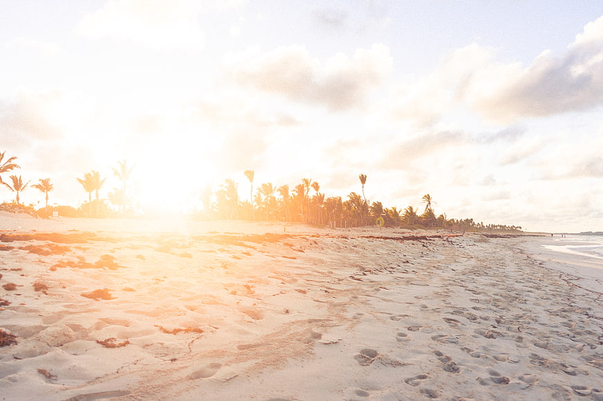 Sunlit tropical beach with palm trees and sandy foreground