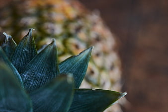 Close-up of pineapple leaves with blurred fruit background