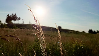 Golden grass stalks backlit by bright sun in rural field