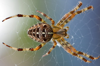 Close-up of a Cross Orb Weaver Spider on Web