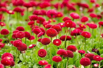 Vibrant Red Strawflower Field with Green Foliage