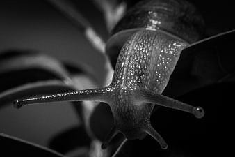 Close-up black and white macro photo of a snail on a leaf