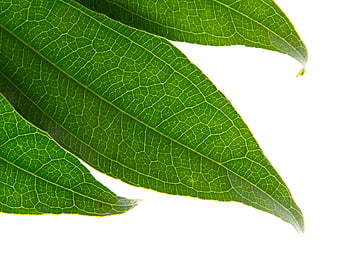 Close-up of green leaves with detailed veins on white background