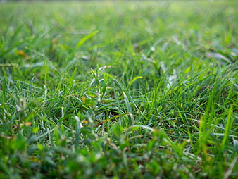 Close-up of lush green grass blades in a meadow