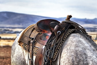 Western Horse Saddle on Gray Horse with Mountain Background