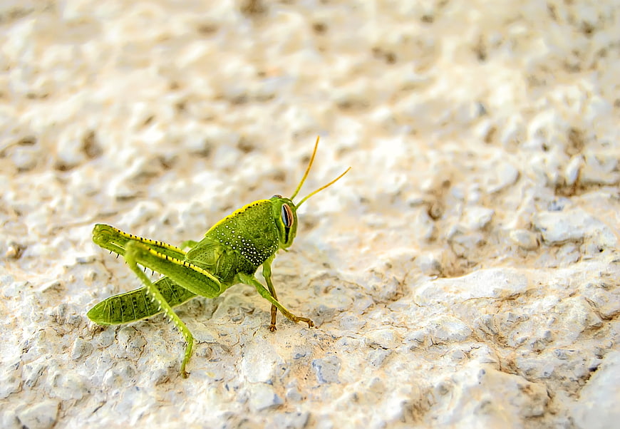 Close-up of a green grasshopper on textured stone