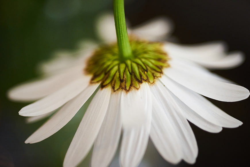 Close-up of a white daisy flower from behind