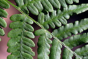 Close-up of green fern leaf texture with natural background