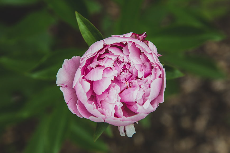 Close-up of a vibrant pink peony flower in bloom
