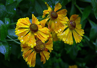 Close-up of yellow flowers with rain droplets on petals