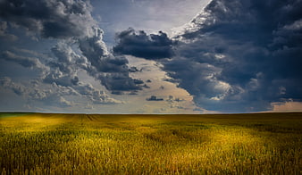 Golden Wheat Field Under Dramatic Stormy Sky