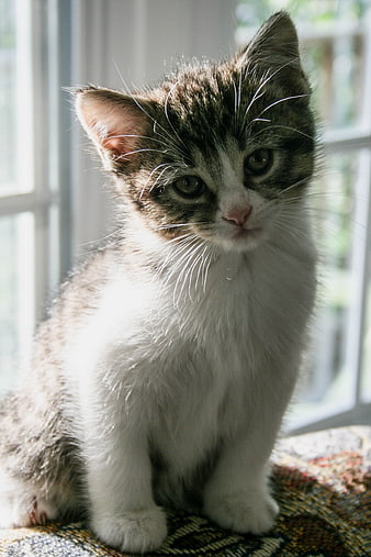 Cute Tabby Kitten Sitting by Window in Sunlight