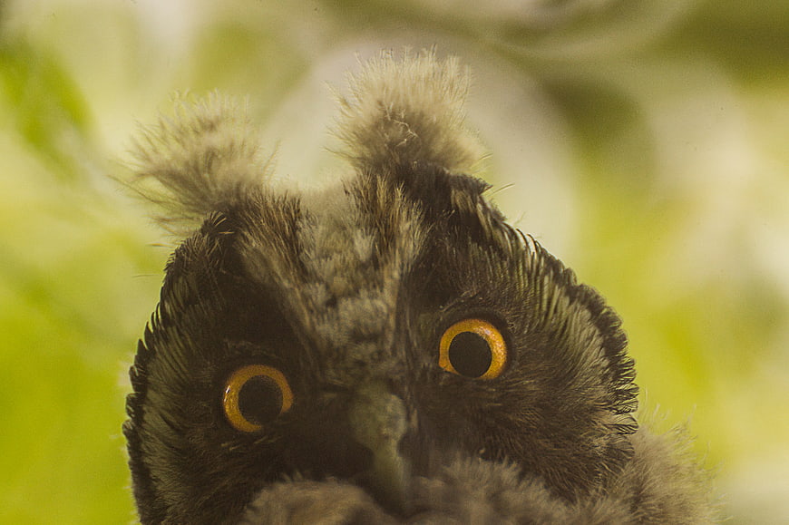 Close-up of a fluffy owl chick with large orange eyes