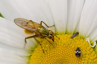 Macro Photography of a Fly on a White Daisy Flower