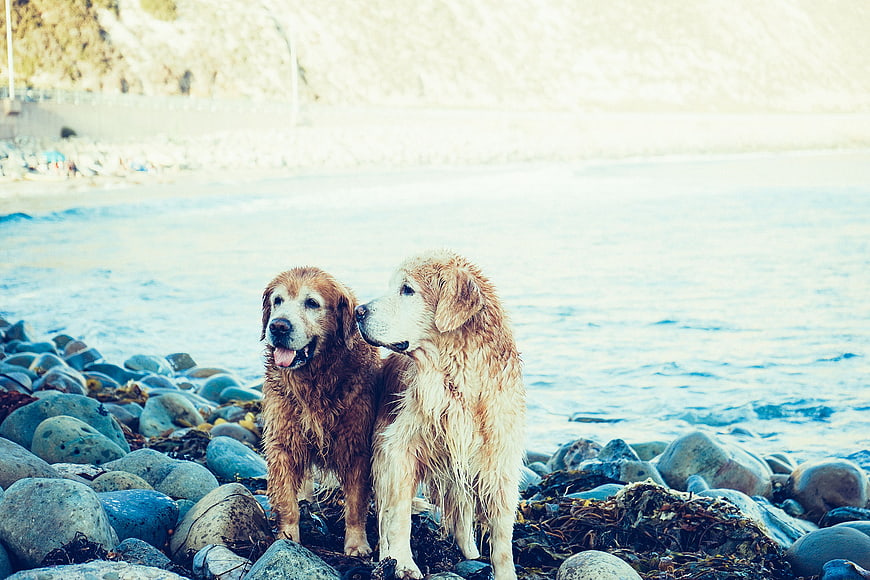 Two wet golden retrievers standing on rocky beach